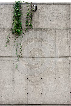 Industrial concrete wall with ivy hanging