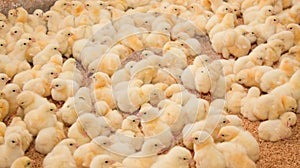 Industrial cultivation of chickens for meat