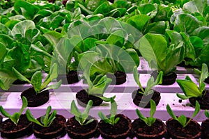 Industrial cultivation of green butterhead and oak bio lettuce u