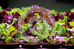Industrial cultivation of green butterhead and oak bio lettuce u