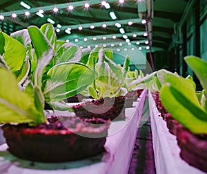 Industrial cultivation of green butterhead and oak bio lettuce u