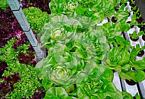 Industrial cultivation of green butterhead and oak bio lettuce uses hydroponics methode