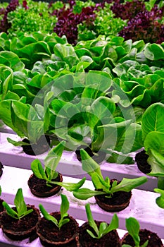 Industrial cultivation of green butterhead and oak bio lettuce uses hydroponics methode