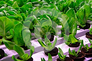 Industrial cultivation of green butterhead and oak bio lettuce uses hydroponics methode