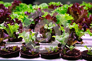 Industrial cultivation of green butterhead and oak bio lettuce uses hydroponics methode