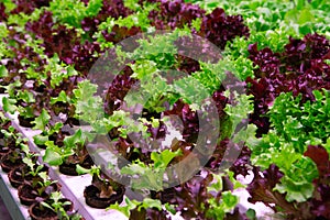 Industrial cultivation of green butterhead and oak bio lettuce uses hydroponics methode