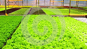 Industrial Cultivation of Lettuce and Vegetables in a Greenhouse.Agricultural Industry. Farming and Small Business