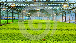 Industrial Cultivation of Lettuce and Vegetables in a Greenhouse.Agricultural Industry. Farming and Small Business