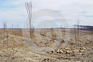 Industrial deforestation in early spring