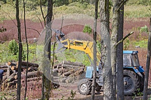 Industrial deforestation by forestry workers using machinery