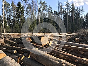 Industrial deforestation. The wood lies in a clearing in the forest