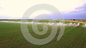 Industrial farming. Aerial video footage: Irrigation of a lettuce field in Europe in Summer. Watering and irrigating