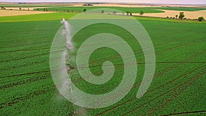 Industrial farming. Aerial video footage: Irrigation of a lettuce field in Europe in Summer. Watering and irrigating