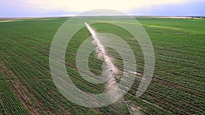Industrial farming. Aerial video footage: Irrigation of a lettuce field in Europe in Summer. Watering and irrigating