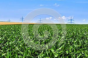 Industrial farmland before harvest