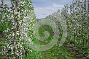 Industrial field for growing apples. Rows of flowering young trees