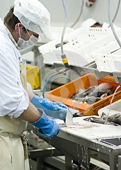 Industrial fish filleting