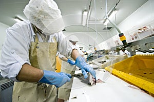 Industrial fish filleting