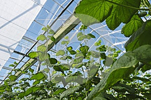 Industrial food production of cucumbers in a greenhouse