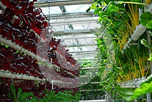 Industrial greenhouse for growing beet