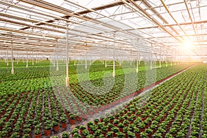 Industrial greenhouse with rows of cultivation