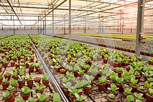 Industrial greenhouse with rows of cultivation