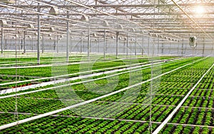 Industrial greenhouse with rows of cultivation