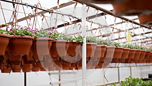 Industrial greenhouse with various plants and flowers in pots on tables. Flowers in pots in a greenhouse.