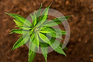 Industrial hemp cannabis plant growing from the soil