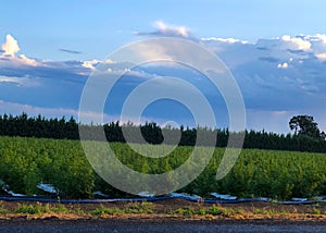 Industrial Hemp Field