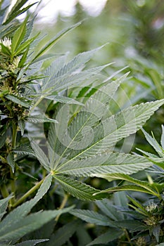 Industrial hemp or Marijuana bud
