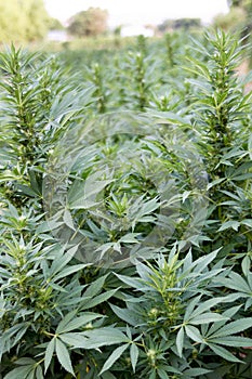 Industrial hemp or marijuana field