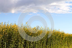 Industrial Hemp Plant Field