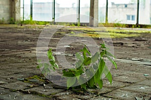 Industrial interior at the old electronic devices factory with big windows and empty floor.