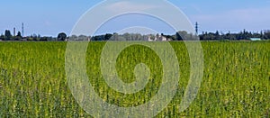 Industrial marijuana or cannabis plantation, Parma, Italy