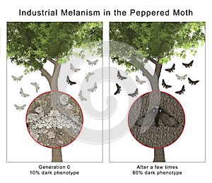 Industrial Melanism in the Peppered Moth photo