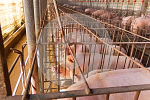 Industrial pigs hatchery to consume its meat