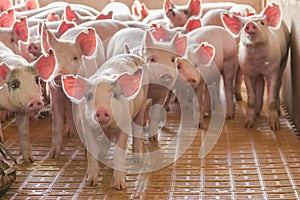 Industrial pigs hatchery to consume its meat