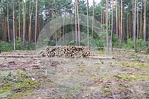 Industrial planned deforestation in spring, fresh green pine lies on the ground amid stumps