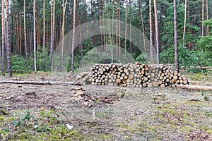 Industrial planned deforestation in spring, fresh green pine lies on the ground amid stumps