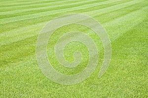 Industrial production of artificial and cultiavated green mowed lawn in sandy soil