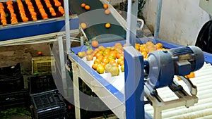 Industrial production sorting line of citrus fruits in packing plant