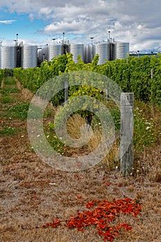 An industrial scale vineyard in Marlborough, Aotearoa New Zealand