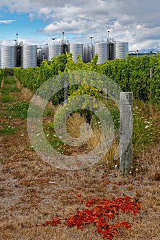 An industrial scale vineyard in Marlborough, Aotearoa New Zealand photo