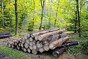 Industrial Tree Logging