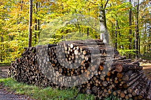 Industrial Tree Logging