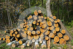 Industrial Tree Logging