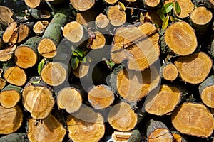 Industrial Tree Logging