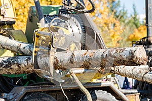 Industrial wood chipper in action