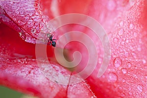 Industrious ant on a red flower with drops of water. summertime